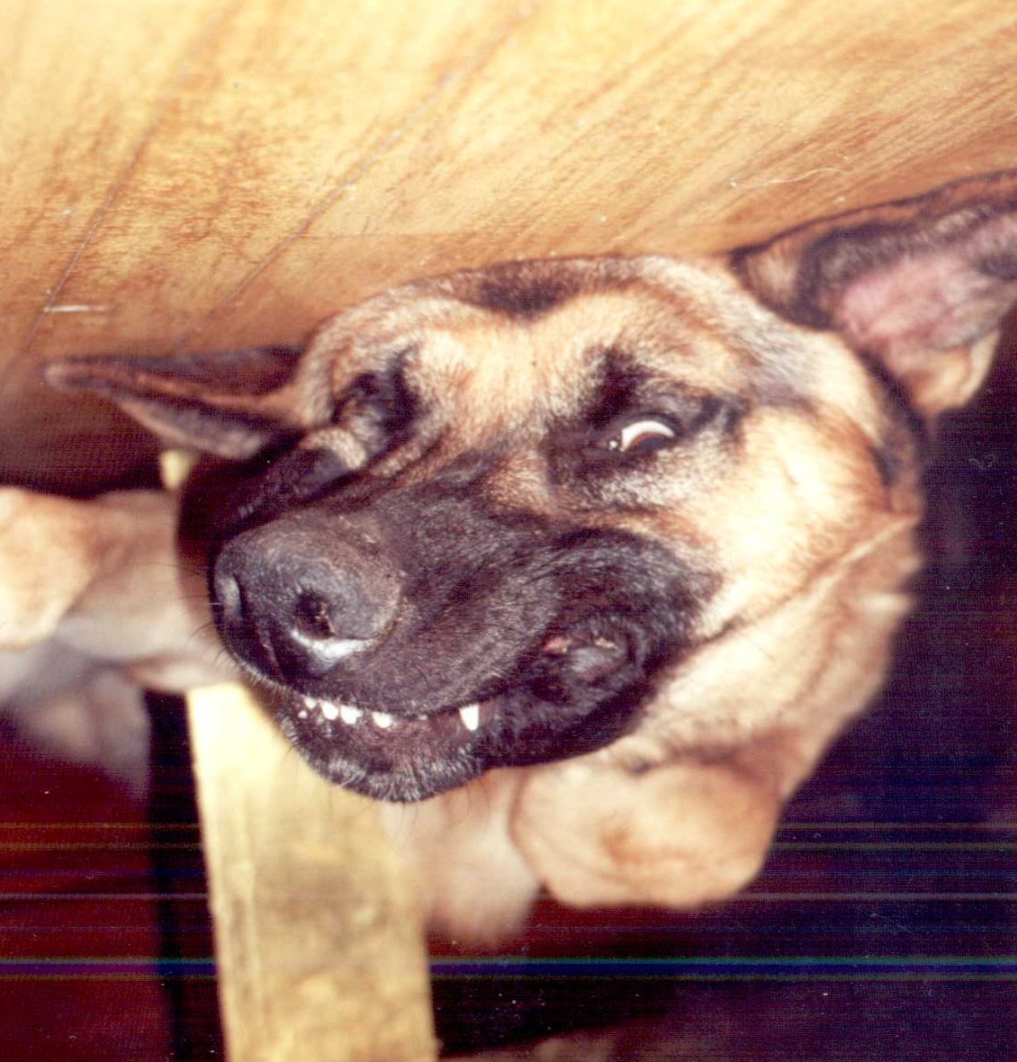 PERROLORE.jpg (225771 bytes)